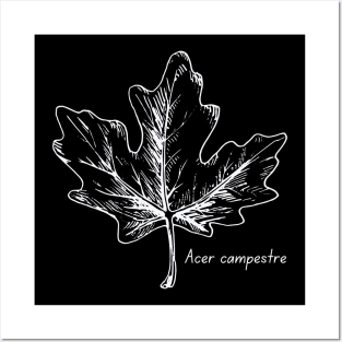 Field maple tree Posters and Art